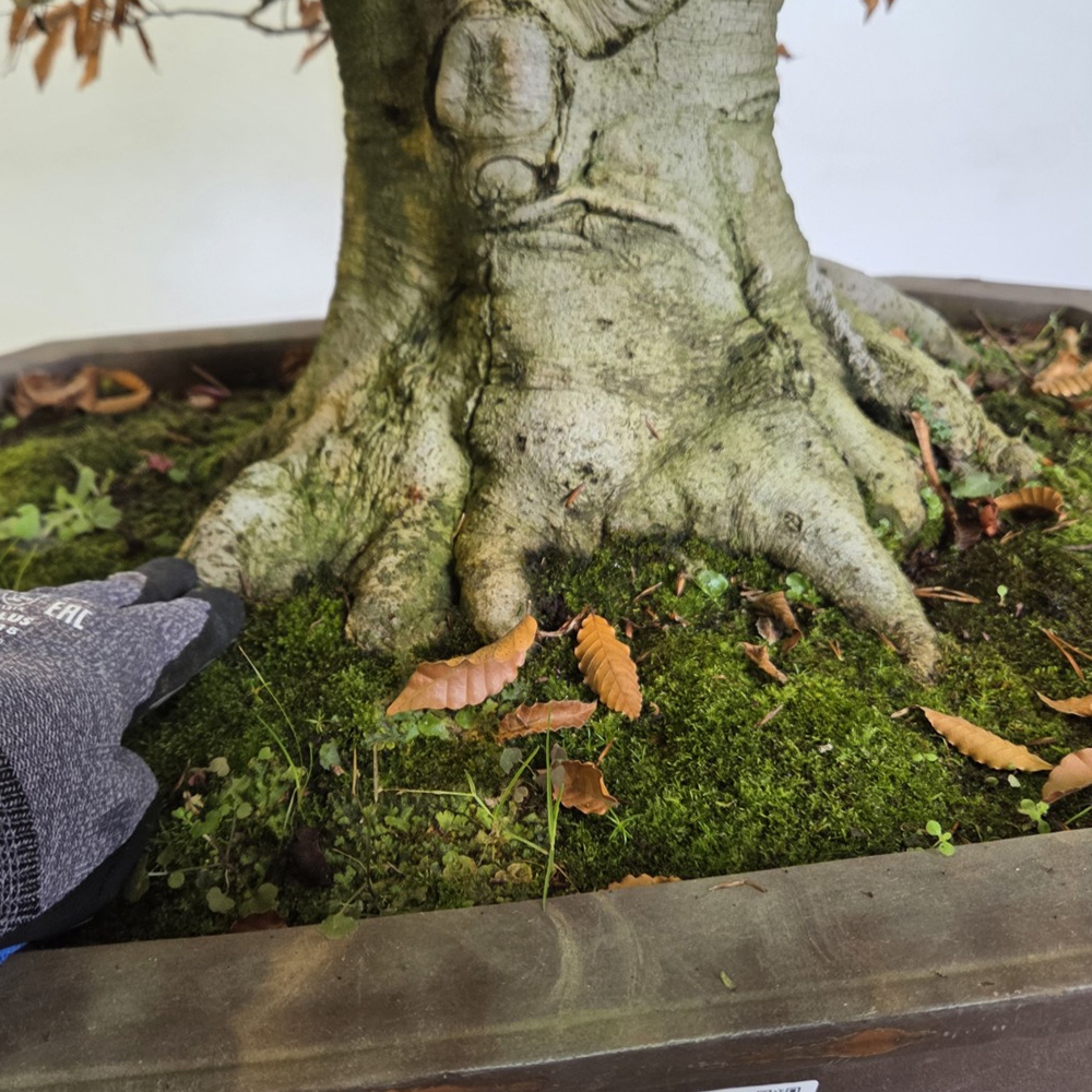Venkovní bonsai - Fagus crenata
