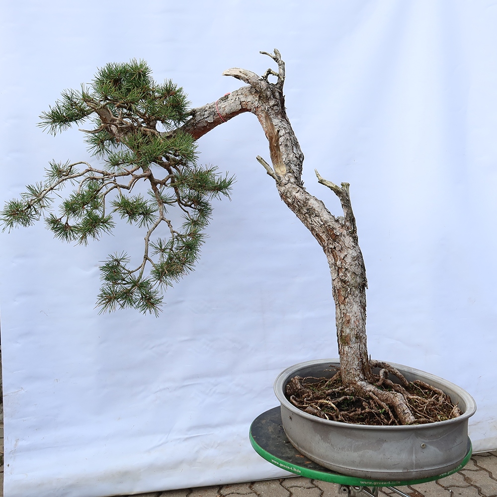 Pinus sylvestris Španělsko - borovice lesní