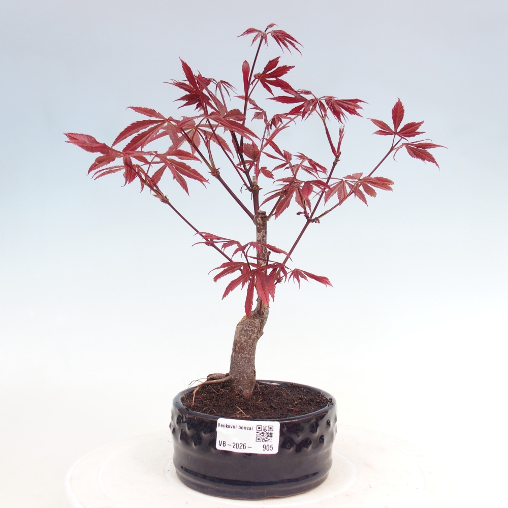 Venkovní bonsai - Acer palm. Atropurpureum-Javor dlanitolistý