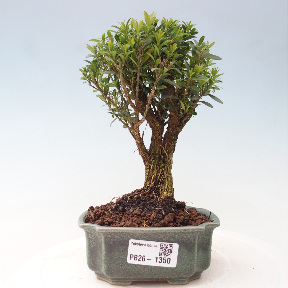 Pokojová bonsai - Buxus harlandii -korkový buxus