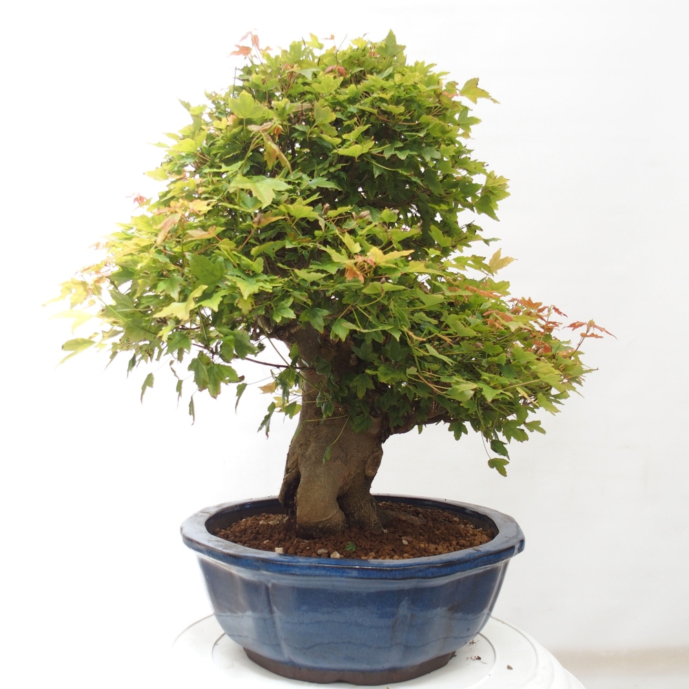 Venkovní bonsai - Acer Buergerianum - Javor Burgerův