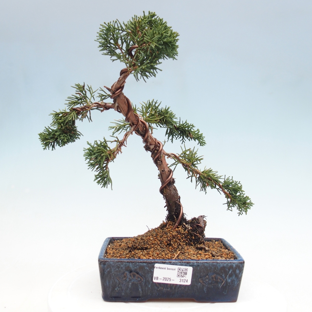 Venkovní bonsai - Juniperus chinensis Kishu -Jalovec čínský