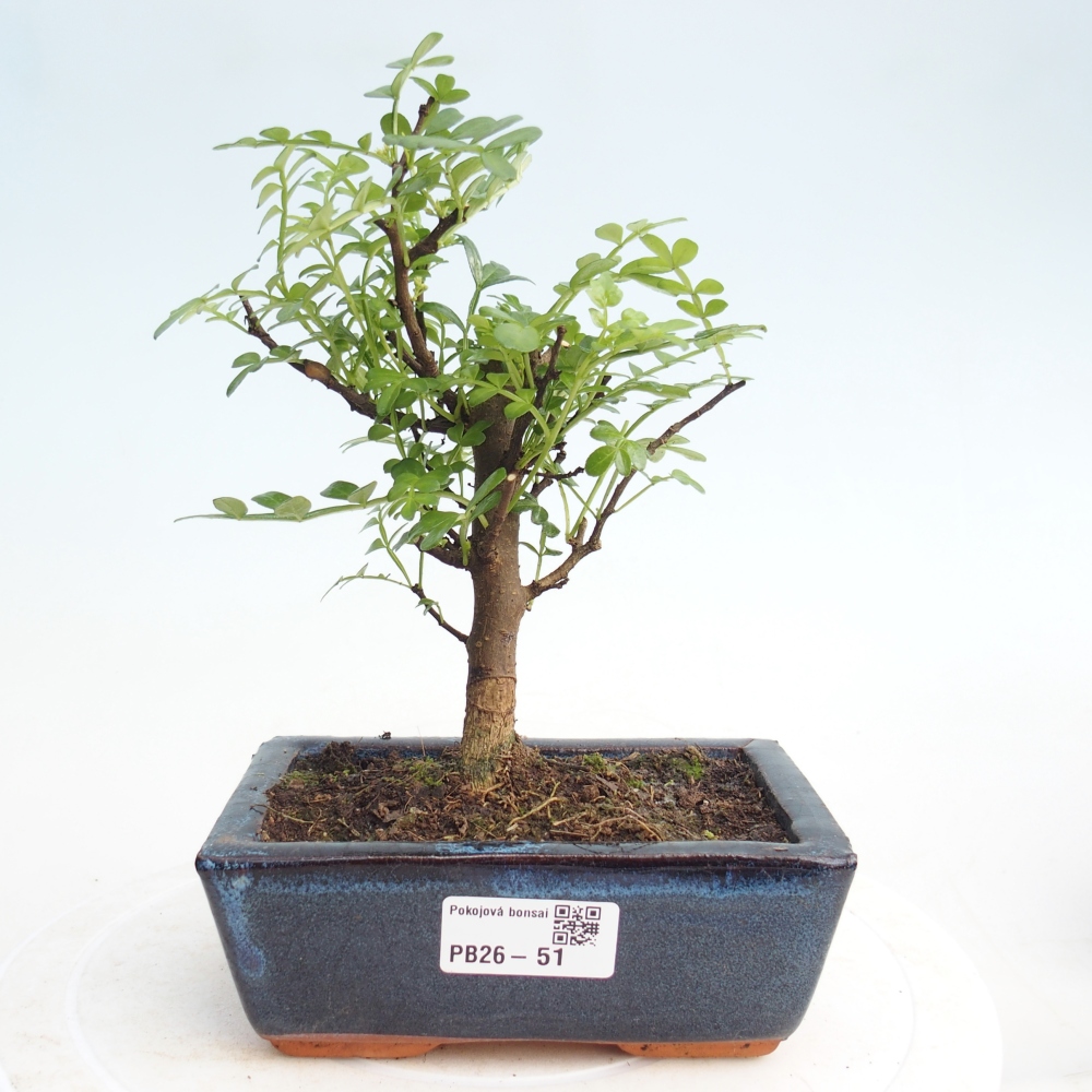 Pokojová bonsai - Zantoxylum piperitum - pepřovník