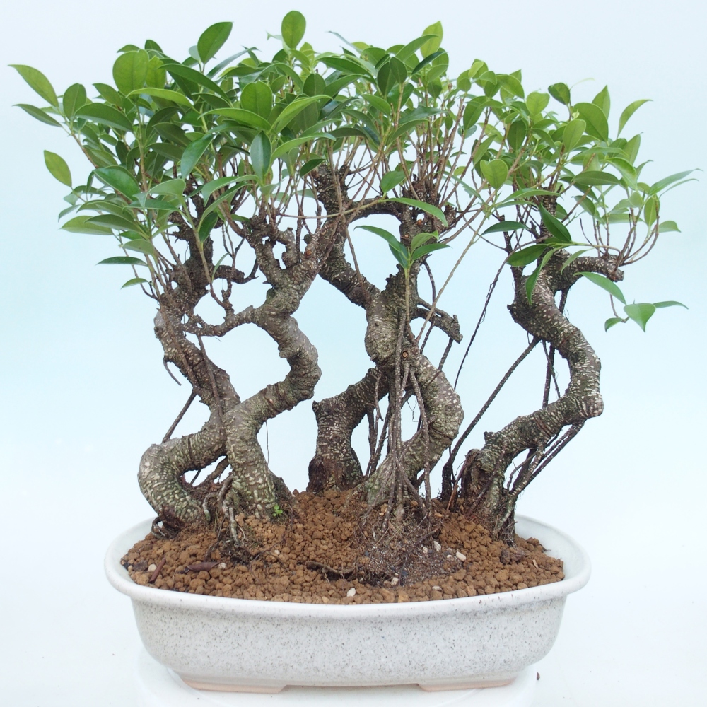 Pokojová bonsai - Ficus kimmen -  malolistý fíkus