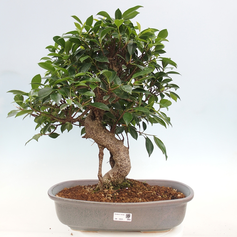 Pokojová bonsai - Ficus kimmen -  malolistý fíkus - POUZE OSOBNÍ ODBĚR nebo paletová přeprava