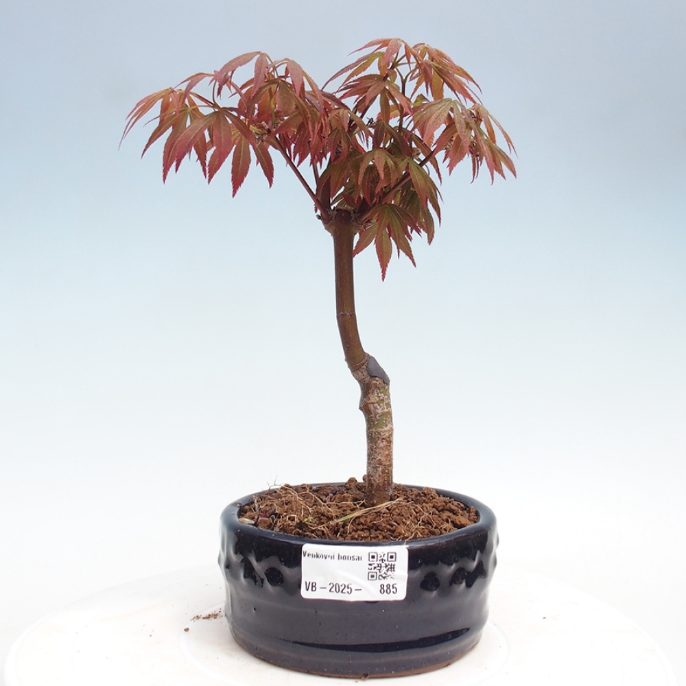Venkovní bonsai - Acer palm. Atropurpureum-Javor dlanitolistý
