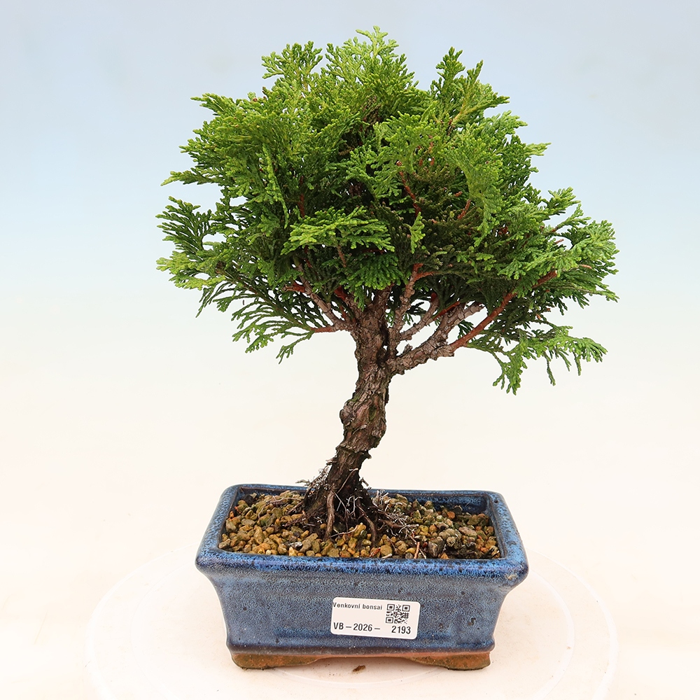 Venkovní bonsai - Cham.pis obtusa Nana Gracilis - Cypřišek