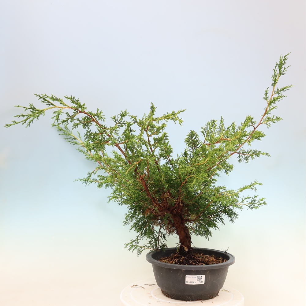 Venkovní bonsai - Juniperus chinensis Itoigawa -Jalovec čínský