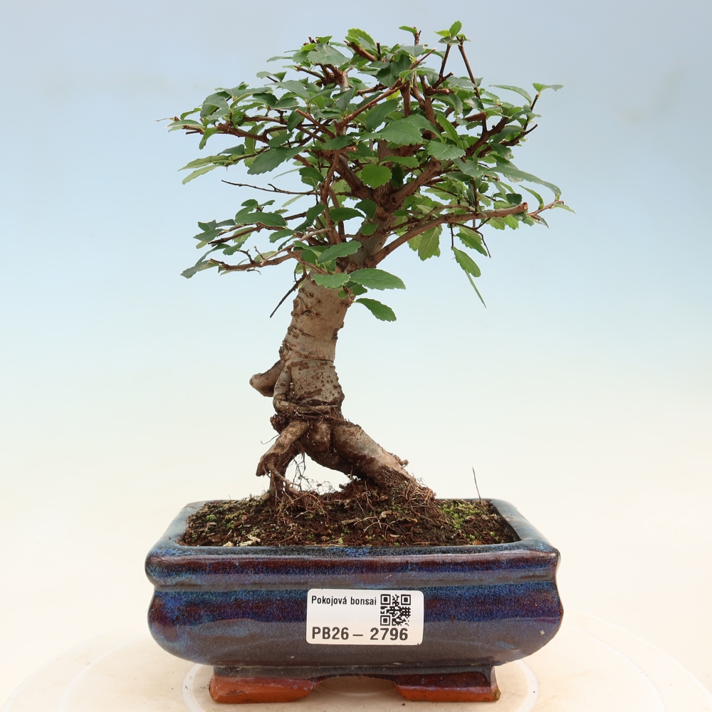 Pokojová bonsai - Ulmus parvifolia - Malolistý jilm