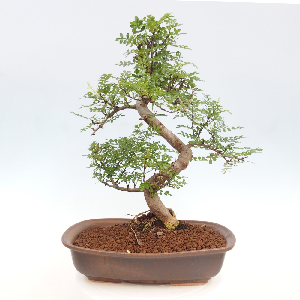 Pokojová bonsai - Zantoxylum piperitum - pepřovník