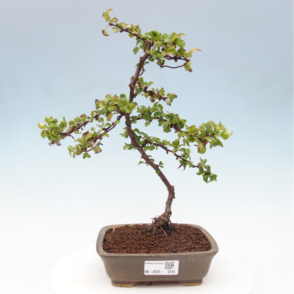 Venkovní bonsai - Chaneomeles s. Red Joy - Kdoulovec 