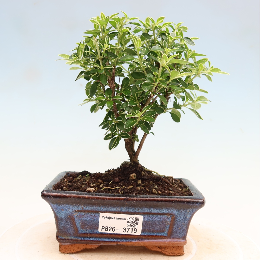 Pokojová bonsai - Serissa foetida Variegata - Strom tisíce hvězd