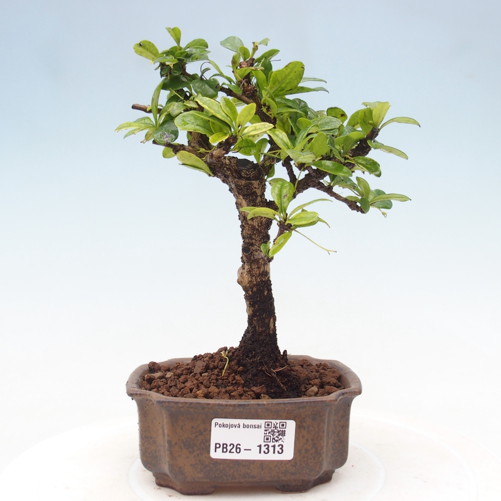 Pokojová bonsai - Carmona macrophylla - Čaj fuki