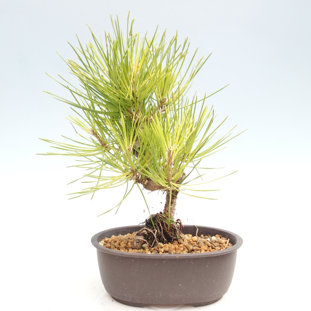 Venkovní bonsai - Pinus thunbergii - Borovice thunbergova