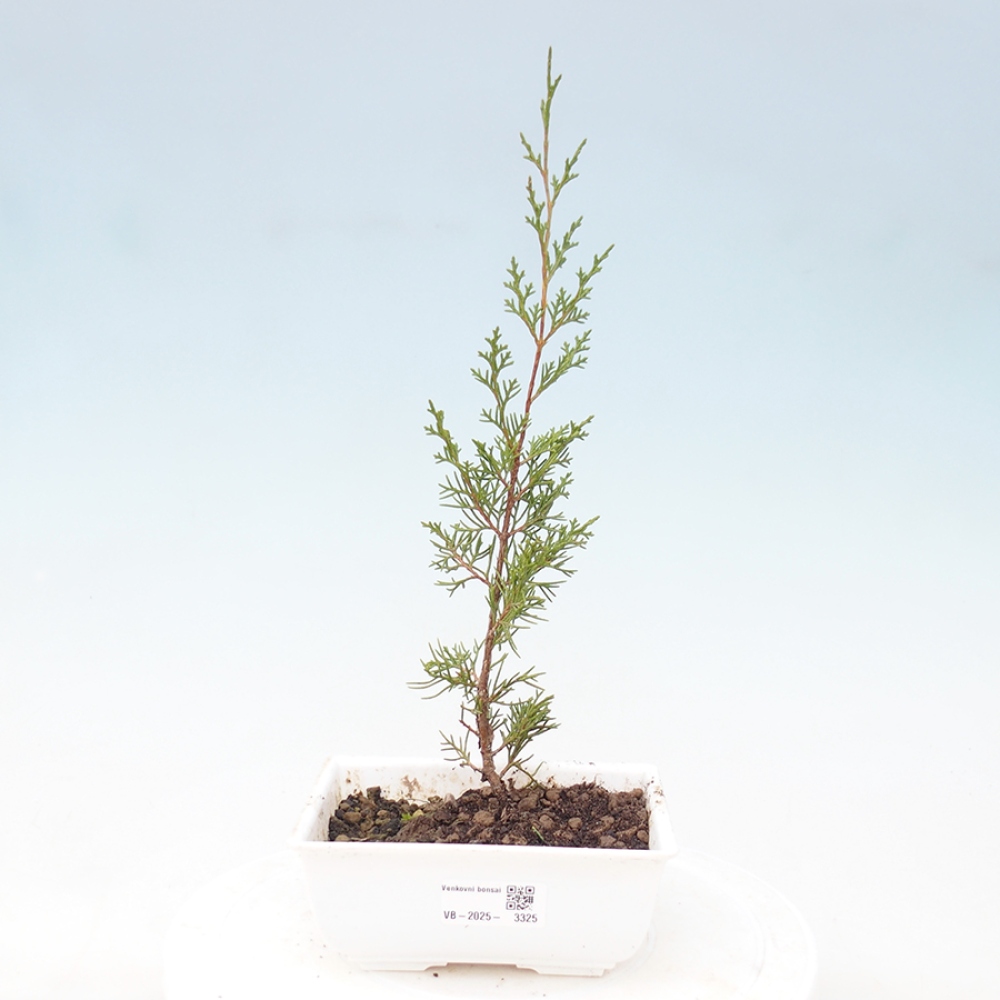 Venkovní bonsai - Juniperus chinensis Itoigawa -Jalovec čínský