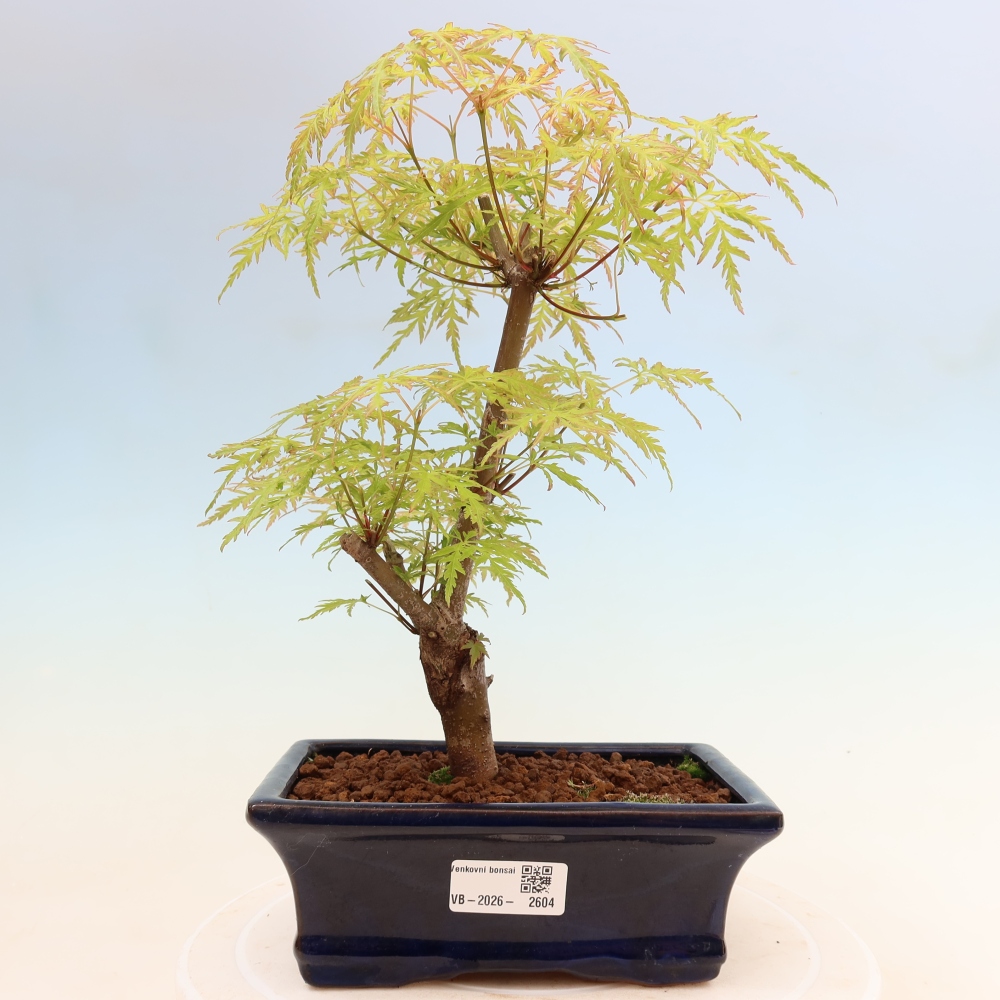 Venkovní bonsai - Acer palmatum Dissectum - Javor dlanitolistý 