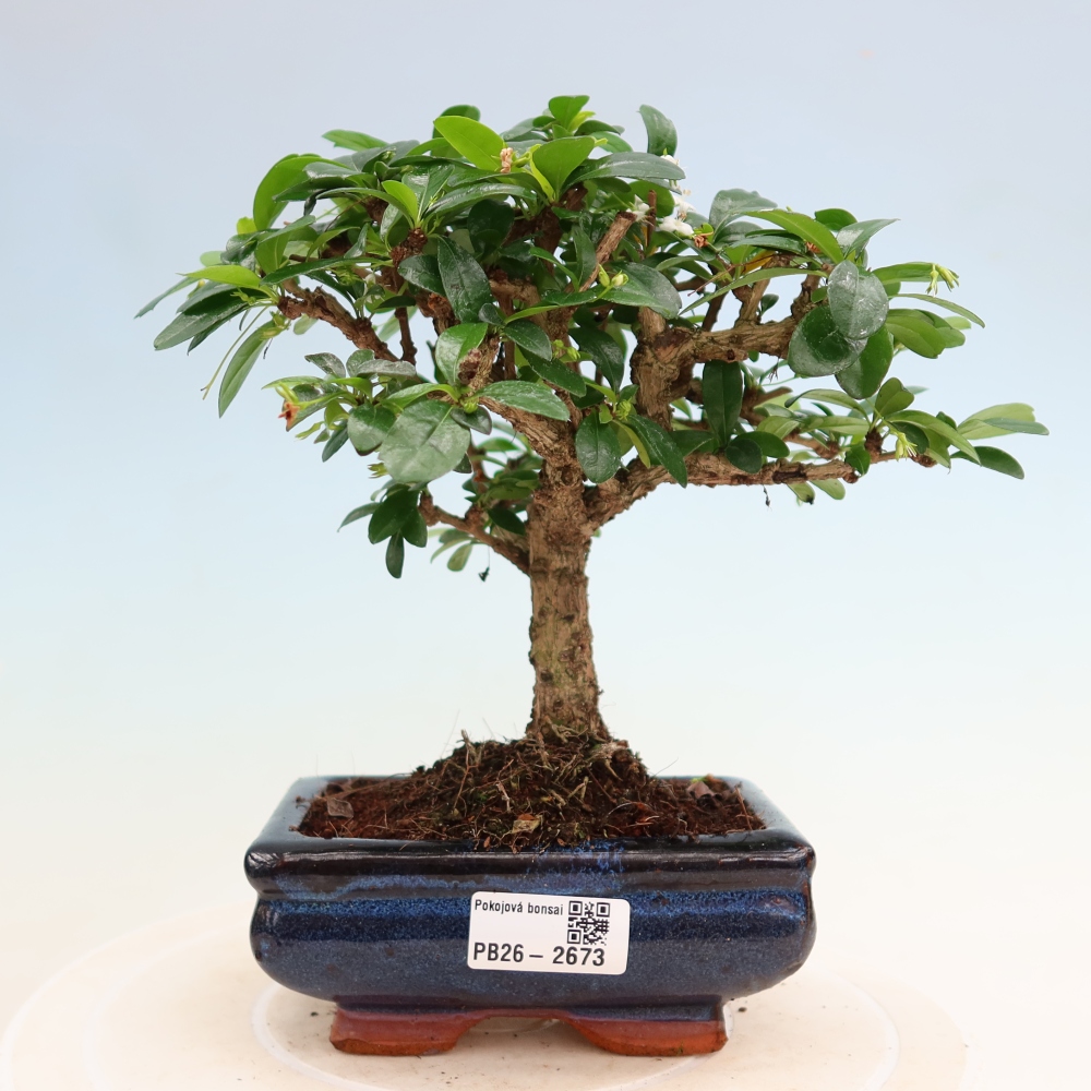 Pokojová bonsai - Carmona macrophylla - Čaj fuki