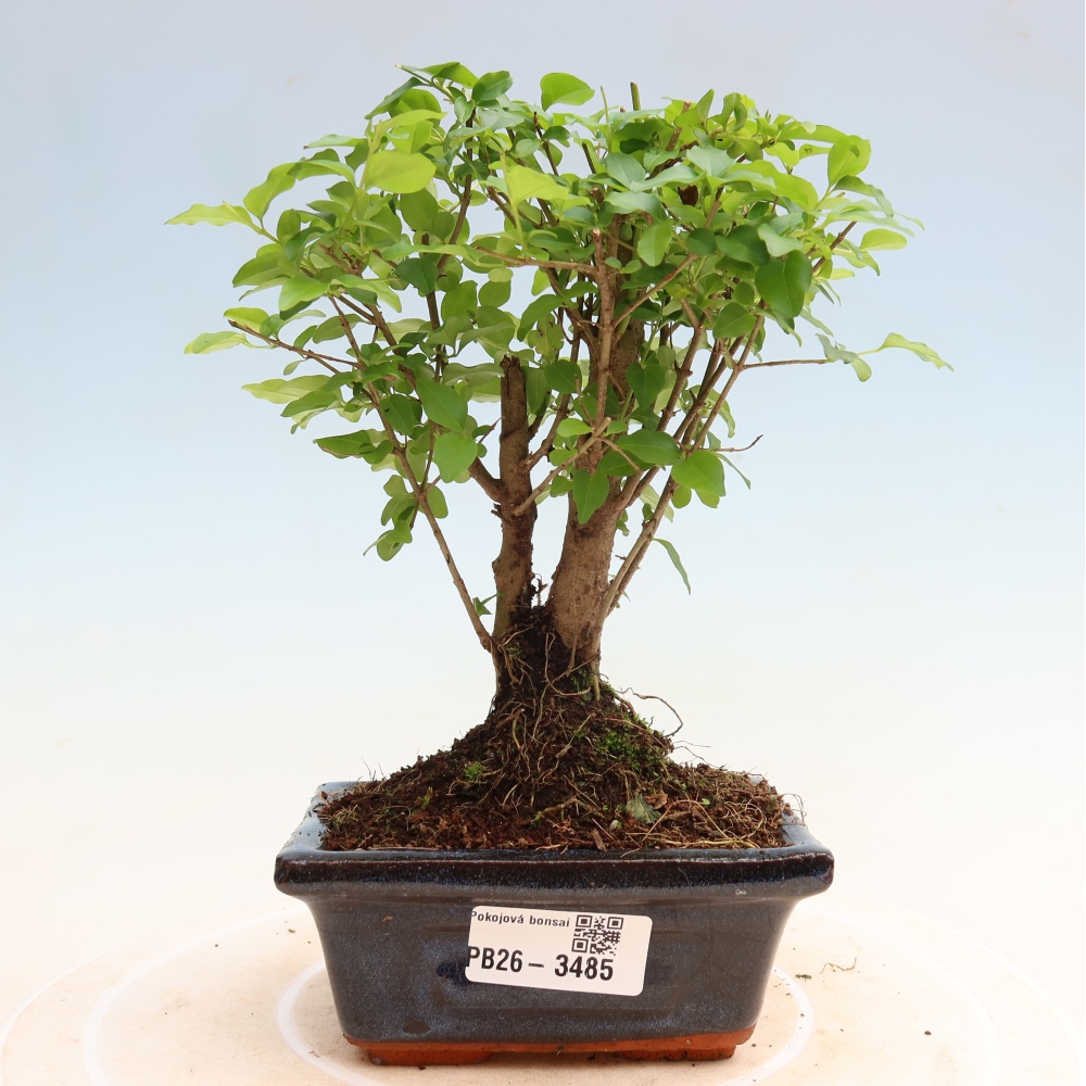 Pokojová bonsai -Ligustrum chinensis - Ptačí zob