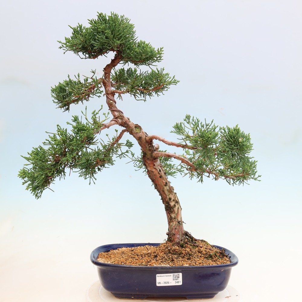 Venkovní bonsai - Juniperus chinensis Kishu -Jalovec čínský