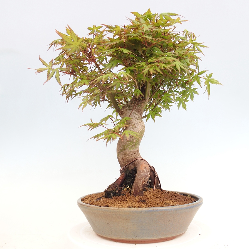 Venkovní bonsai - Acer palmatum  - Javor dlanitolistý