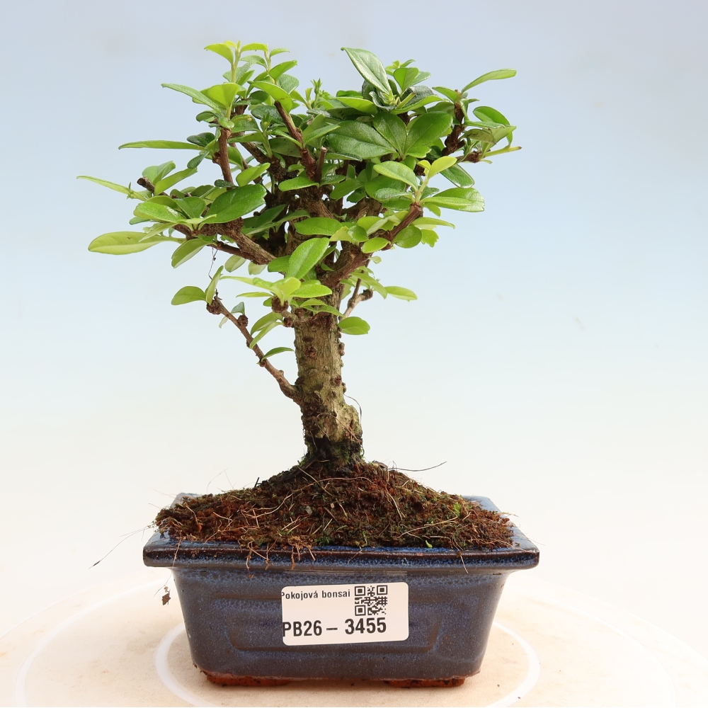 Pokojová bonsai - Carmona macrophylla - Čaj fuki