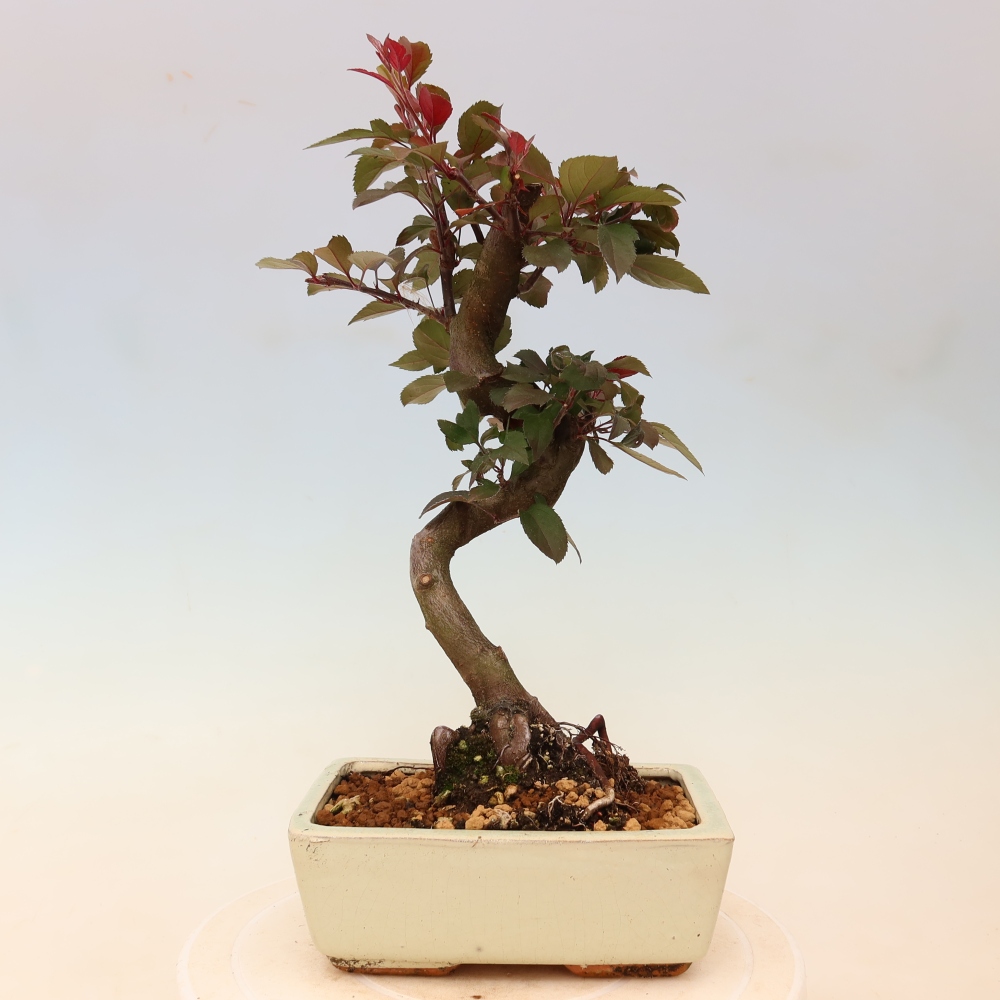 Venkovní bonsai -Malus domestica - Maloplodá jabloň červenolistá