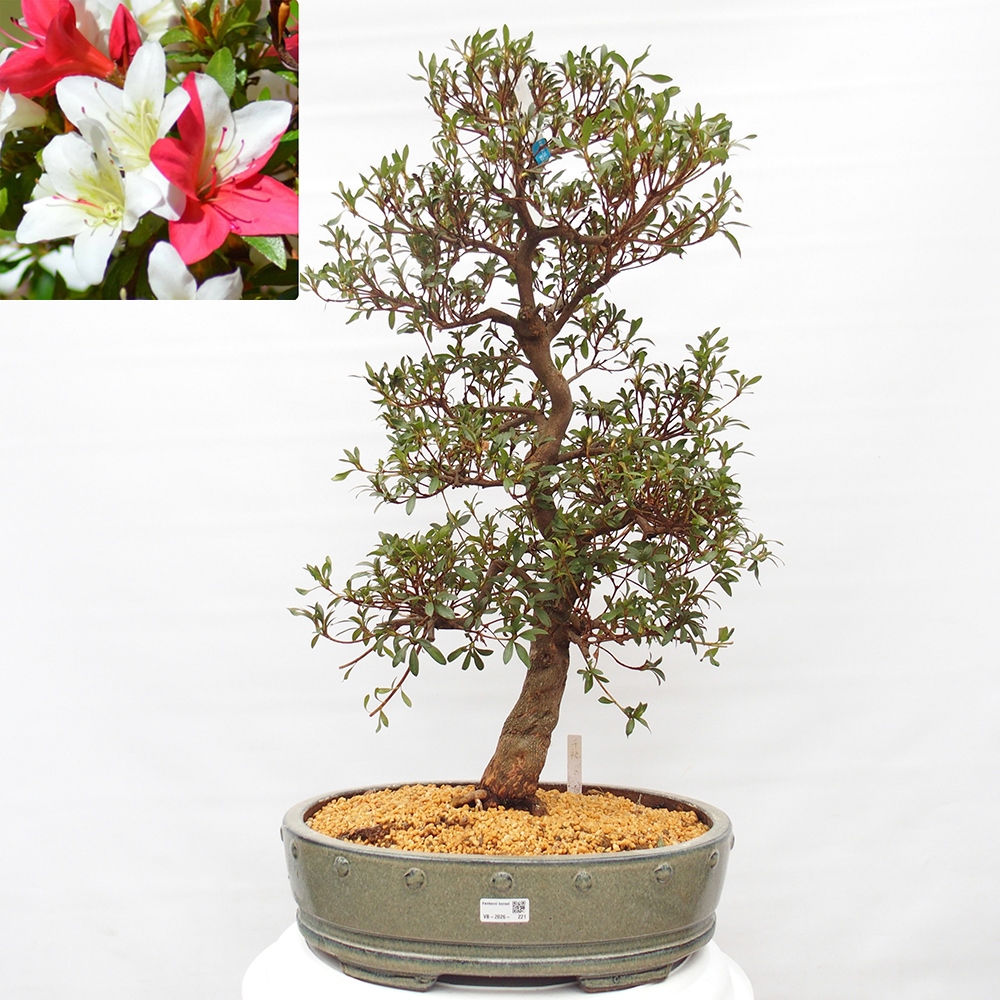 Venkovní bonsai - Japonská azalka - Azalea Chihiro