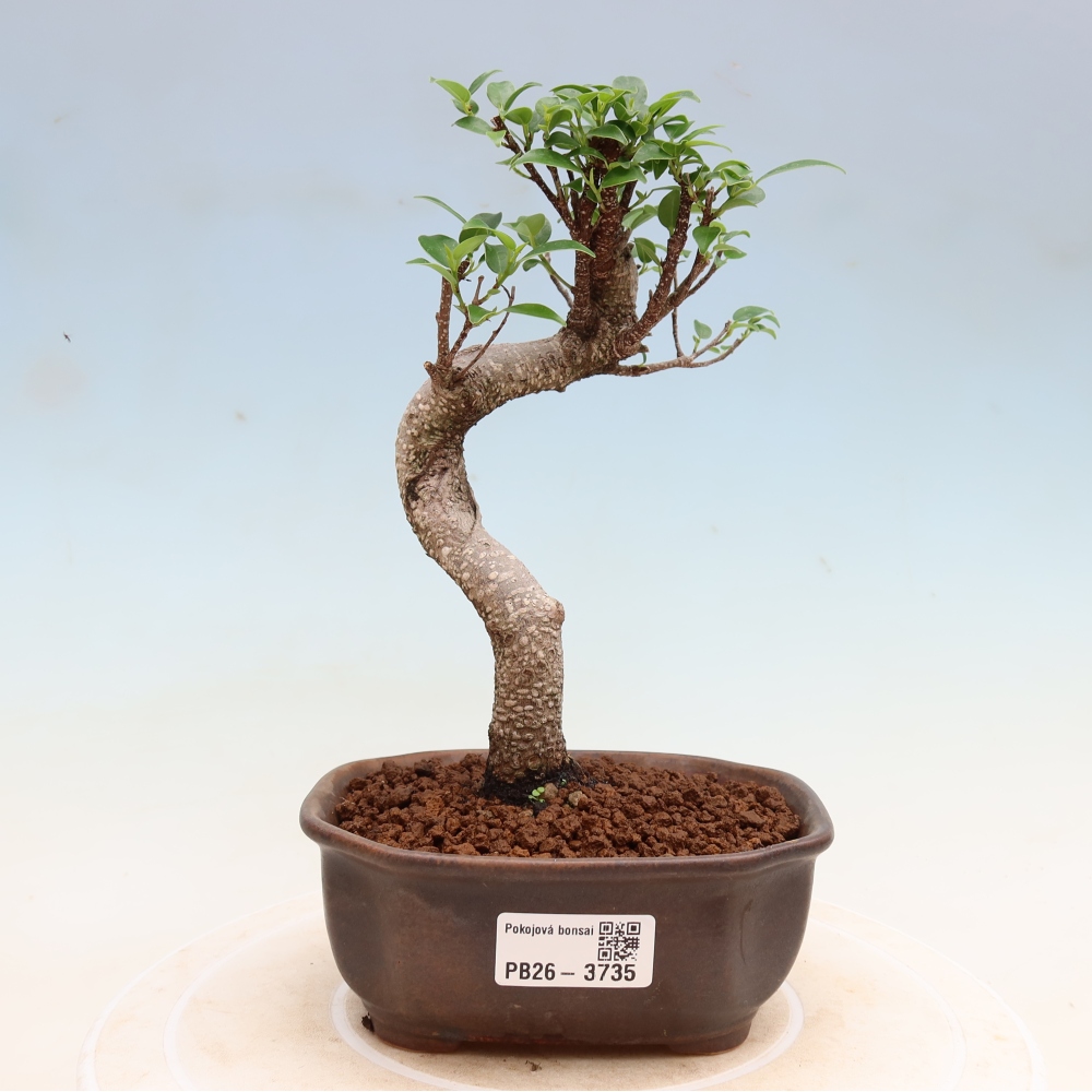 Pokojová bonsai - Ficus kimmen -  malolistý fíkus