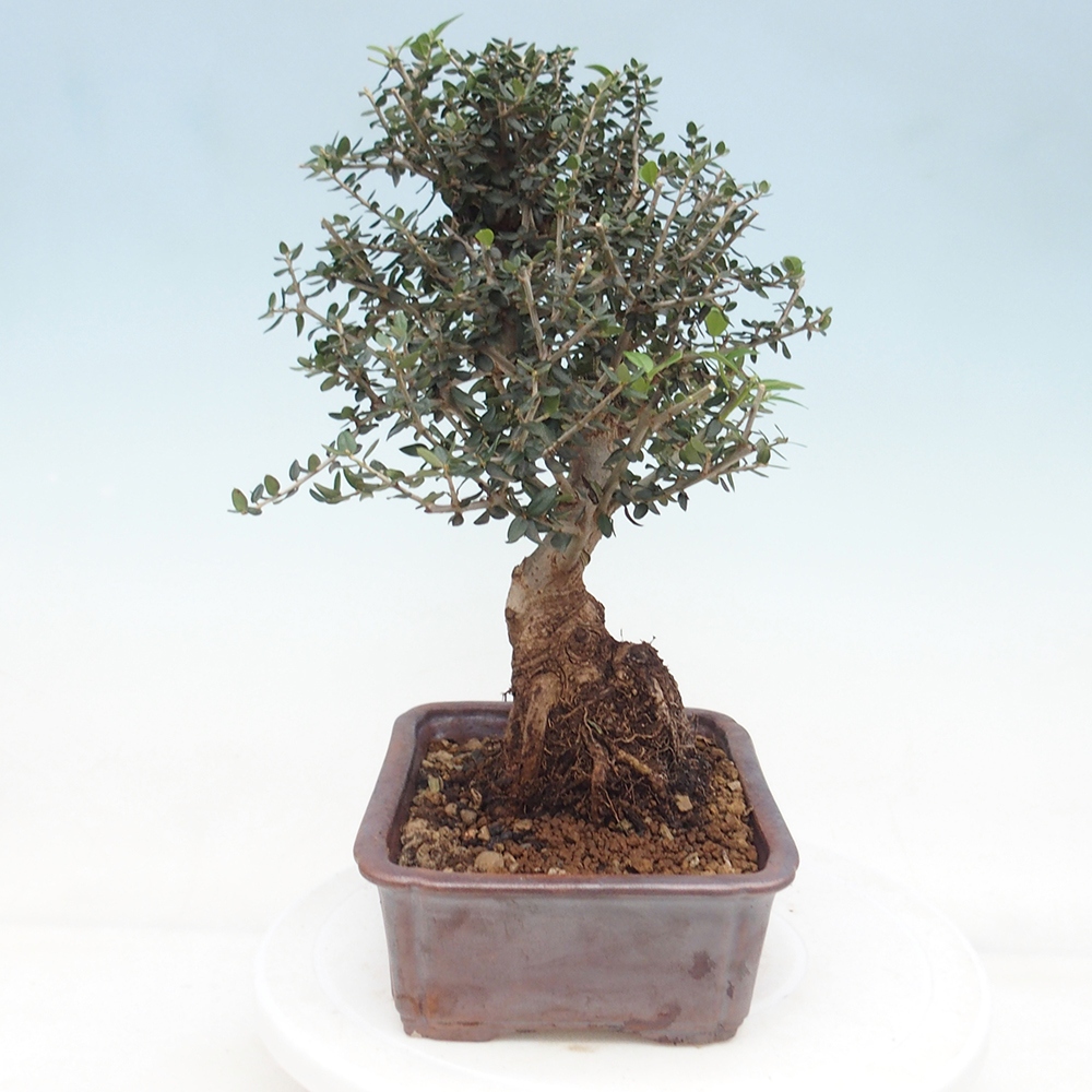 Pokojová bonsai - Olea europaea sylvestris -Oliva evropská drobnolistá