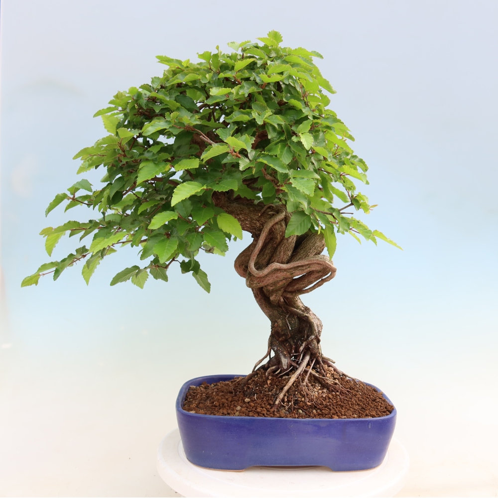 Venkovní bonsai -Carpinus Coreana - Habr korejský
