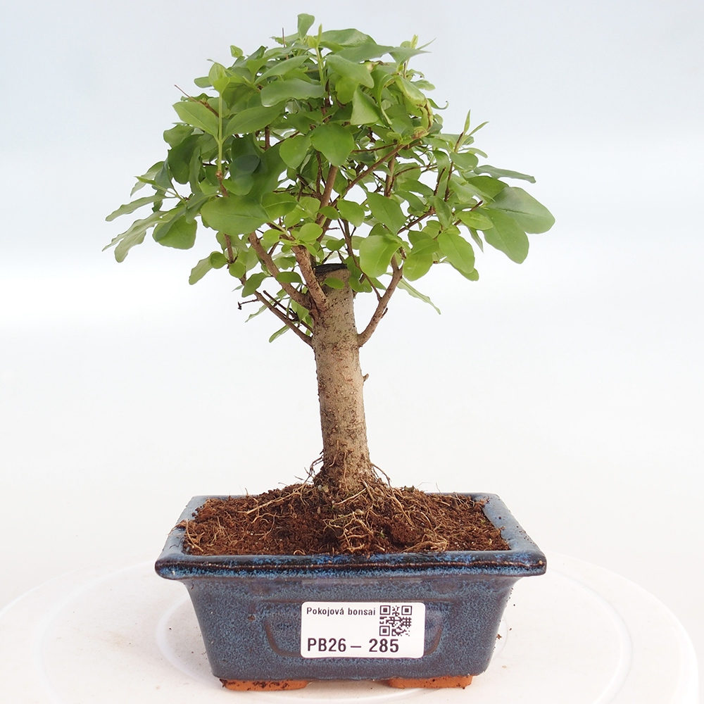 Pokojová bonsai -Ligustrum chinensis - Ptačí zob