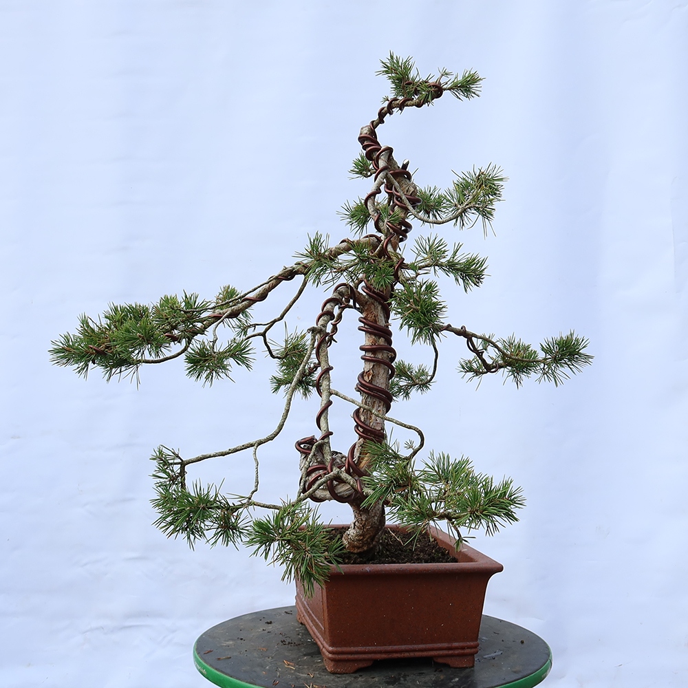 Pinus sylvestris Španělsko - borovice lesní