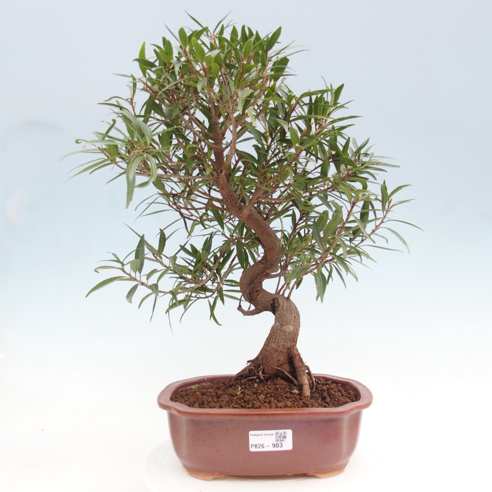 Pokojová bonsai - Ficus nerifolia -  malolistý fíkus