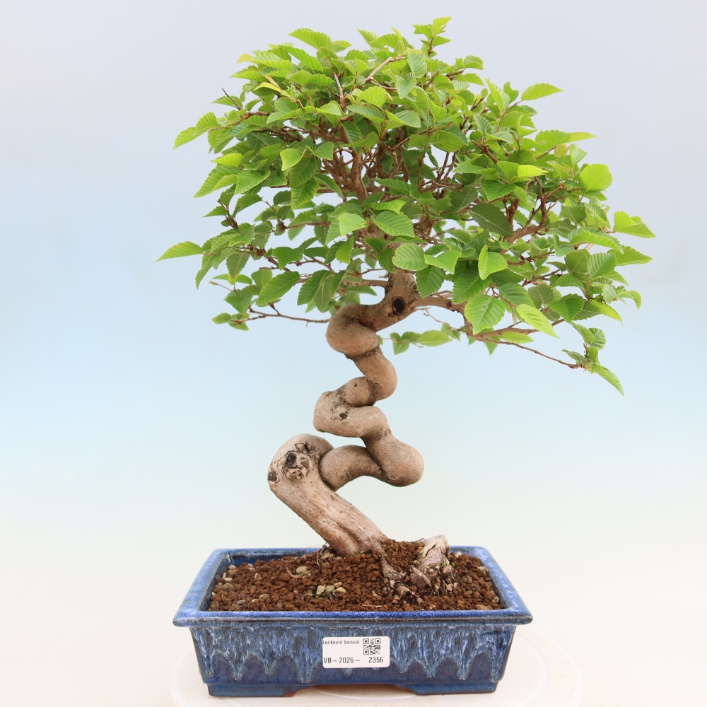 Venkovní bonsai -Carpinus coreana - Habr korejský