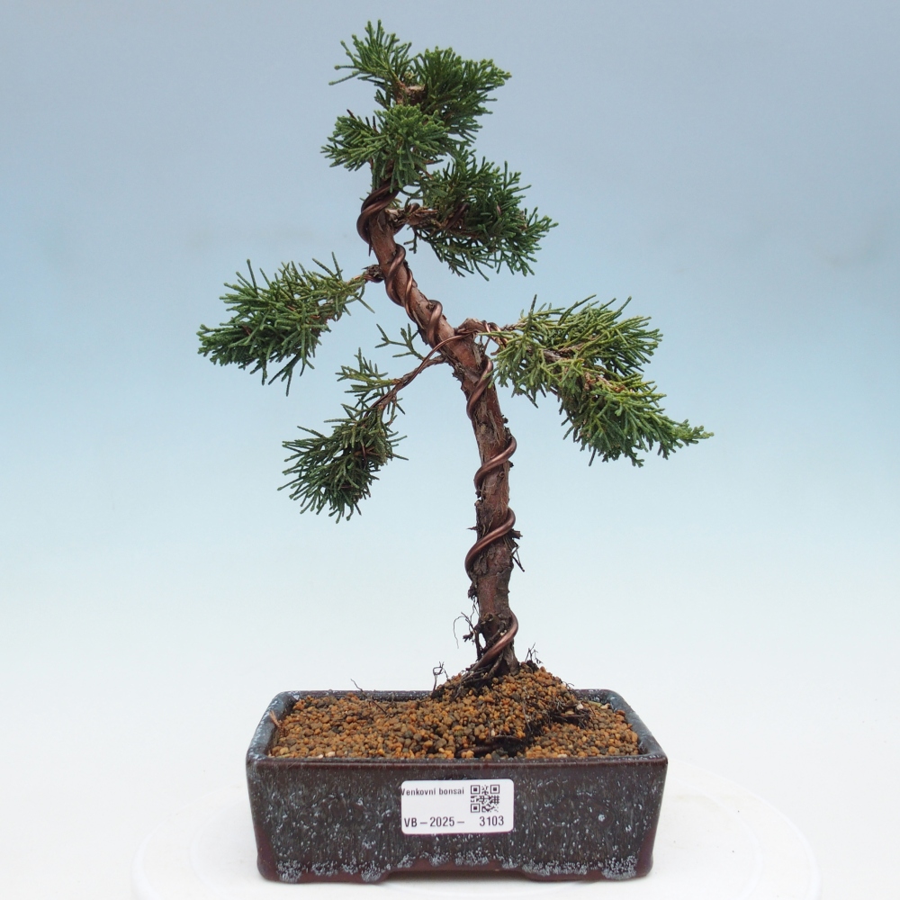 Venkovní bonsai - Juniperus chinensis Kishu -Jalovec čínský