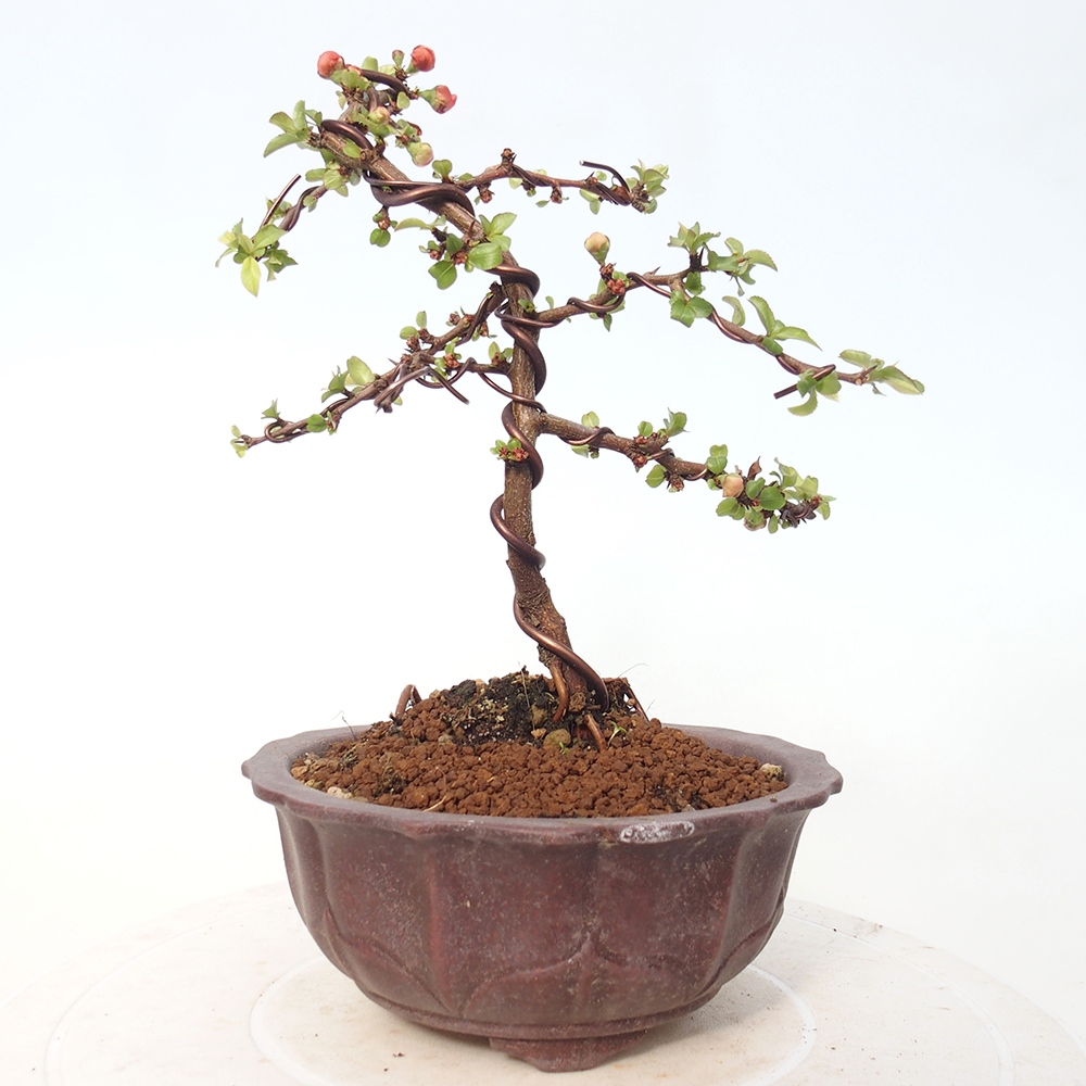 Venkovní bonsai - Chaneomeles s. Red Joy - Kdoulovec 