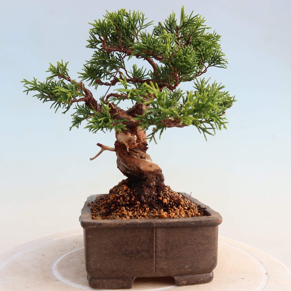 Venkovní bonsai - Juniperus chinensis Itoigawa -Jalovec čínský