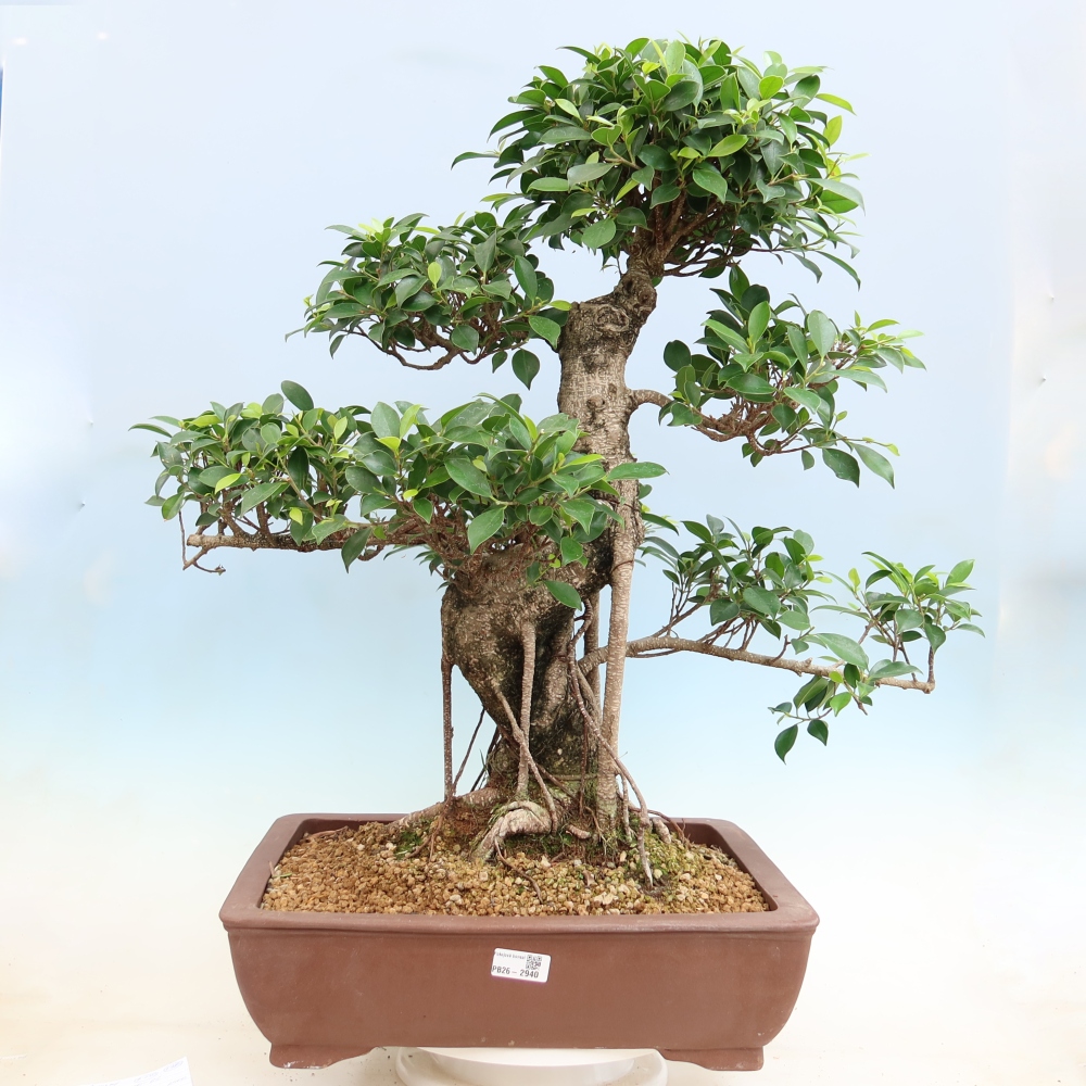 Pokojová bonsai - Ficus kimmen -  malolistý fíkus