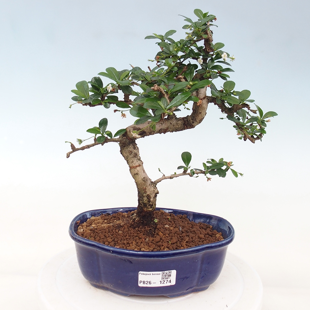 Pokojová bonsai - Carmona macrophylla - Čaj fuki
