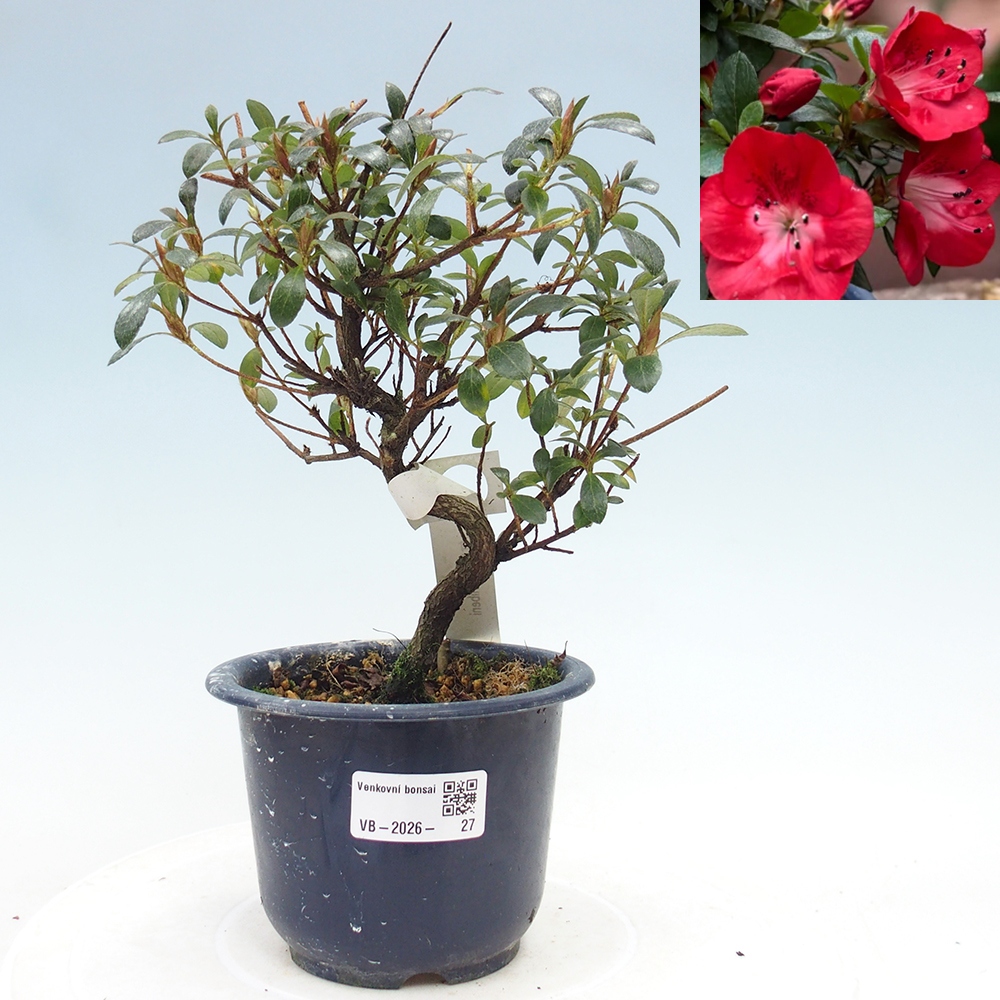Venkovní bonsai - Japonská azalka - Azalea Benibeni