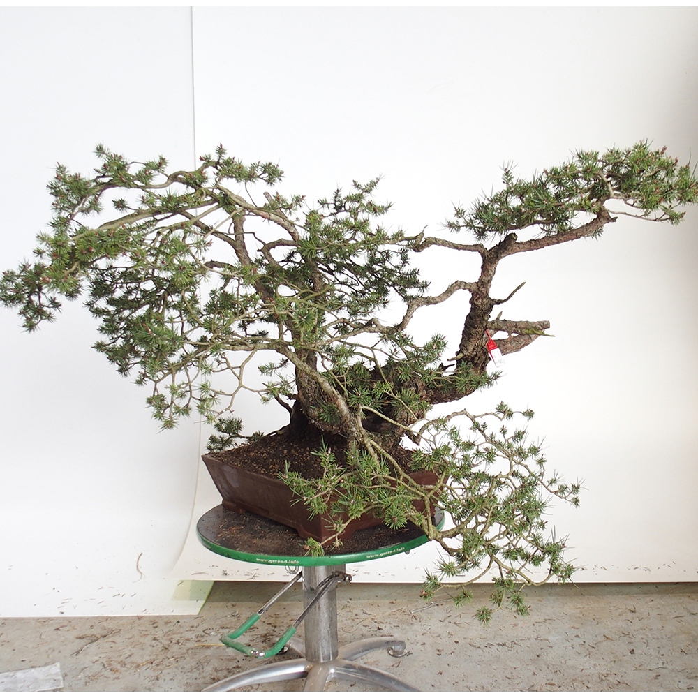 Yamadori - Pinus sylvestris - Borovice lesní - Španělsko