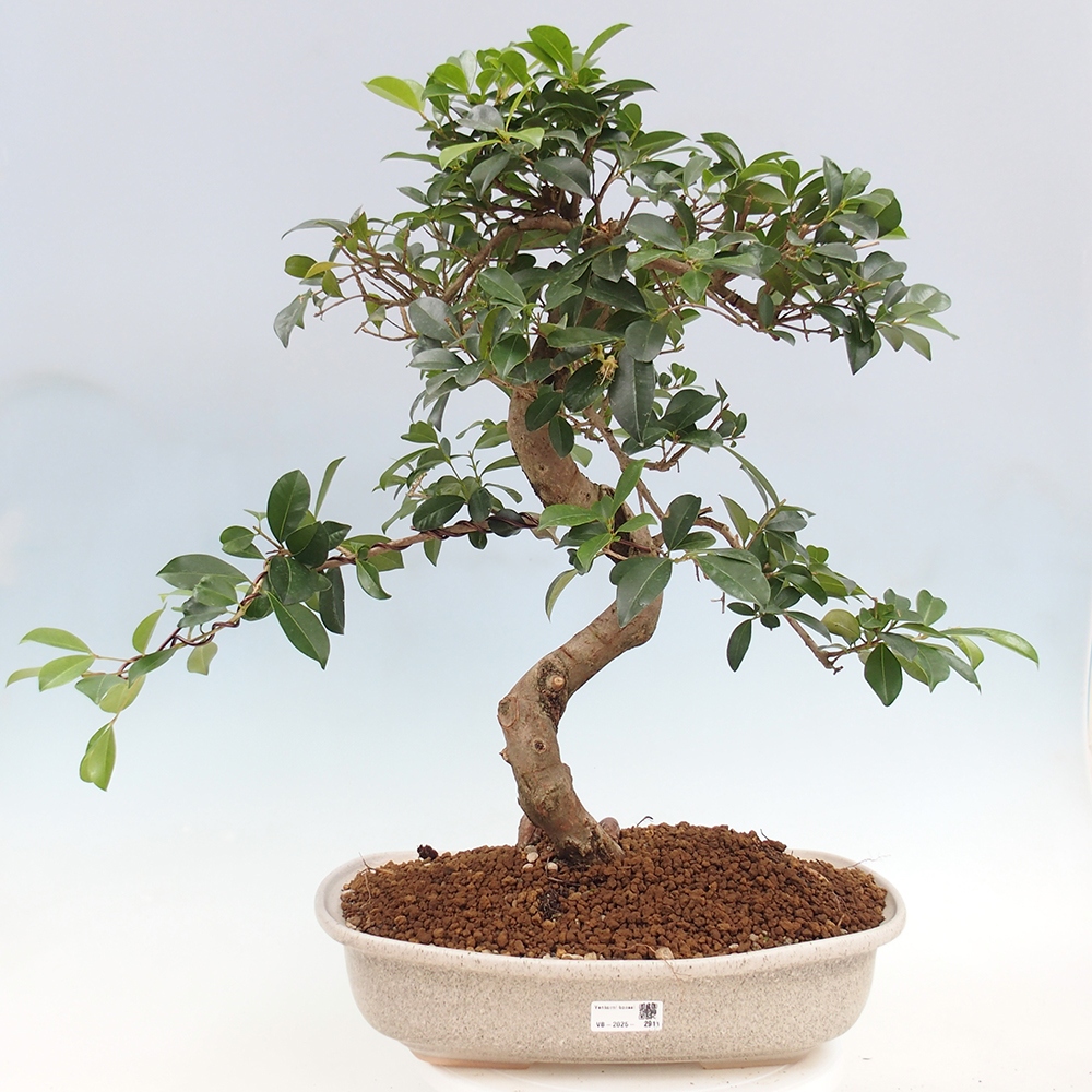 Pokojová bonsai - Australská třešeň - Eugenia uniflora - POUZE OSOBNÍ ODBĚR nebo paletová přeprava
