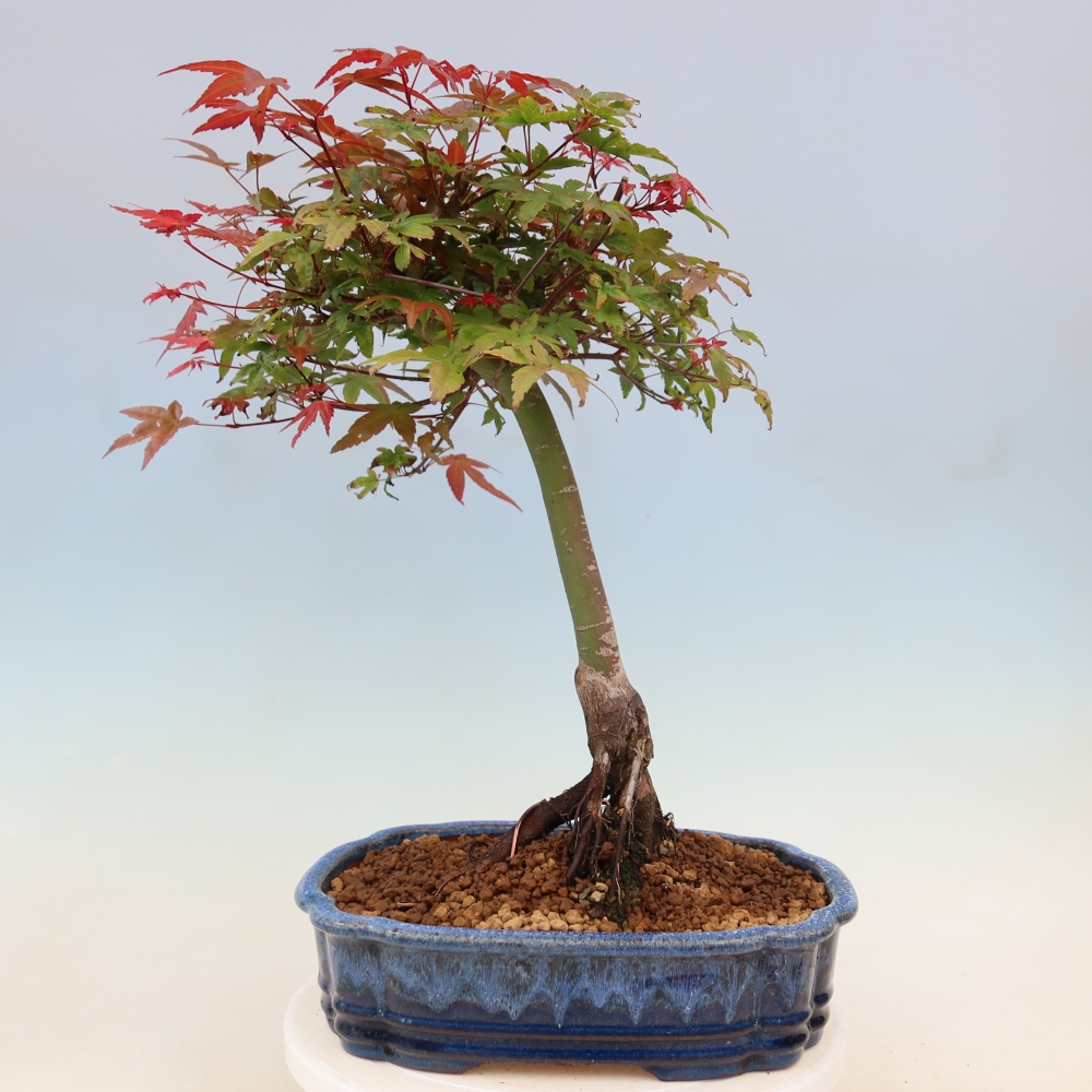 Javor dlanitolistý - Acer palmatum Beni Tsukasa