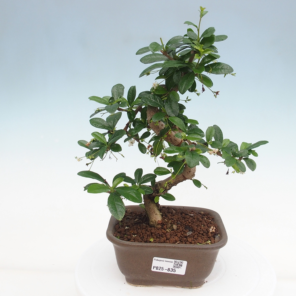 Pokojová bonsai - Carmona macrophylla - Čaj fuki