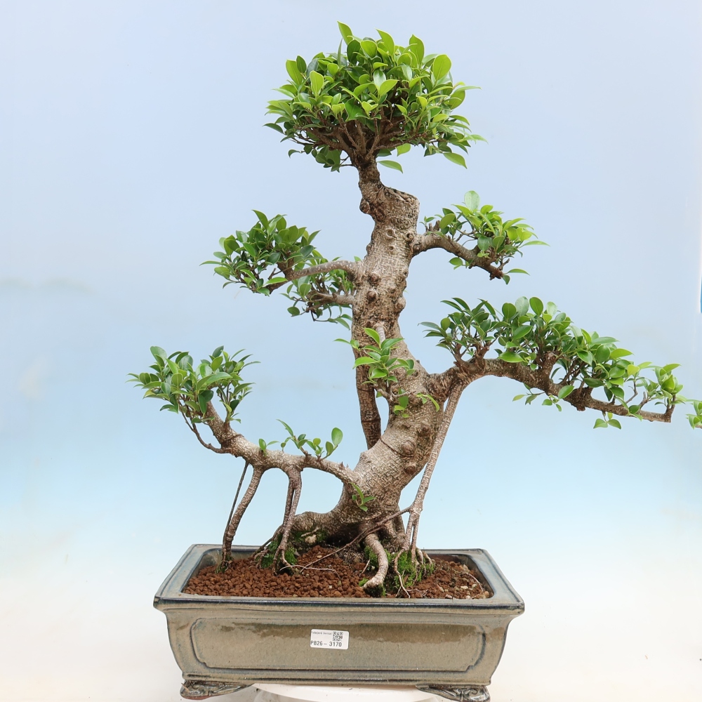 Pokojová bonsai - Ficus kimmen -  malolistý fíkus