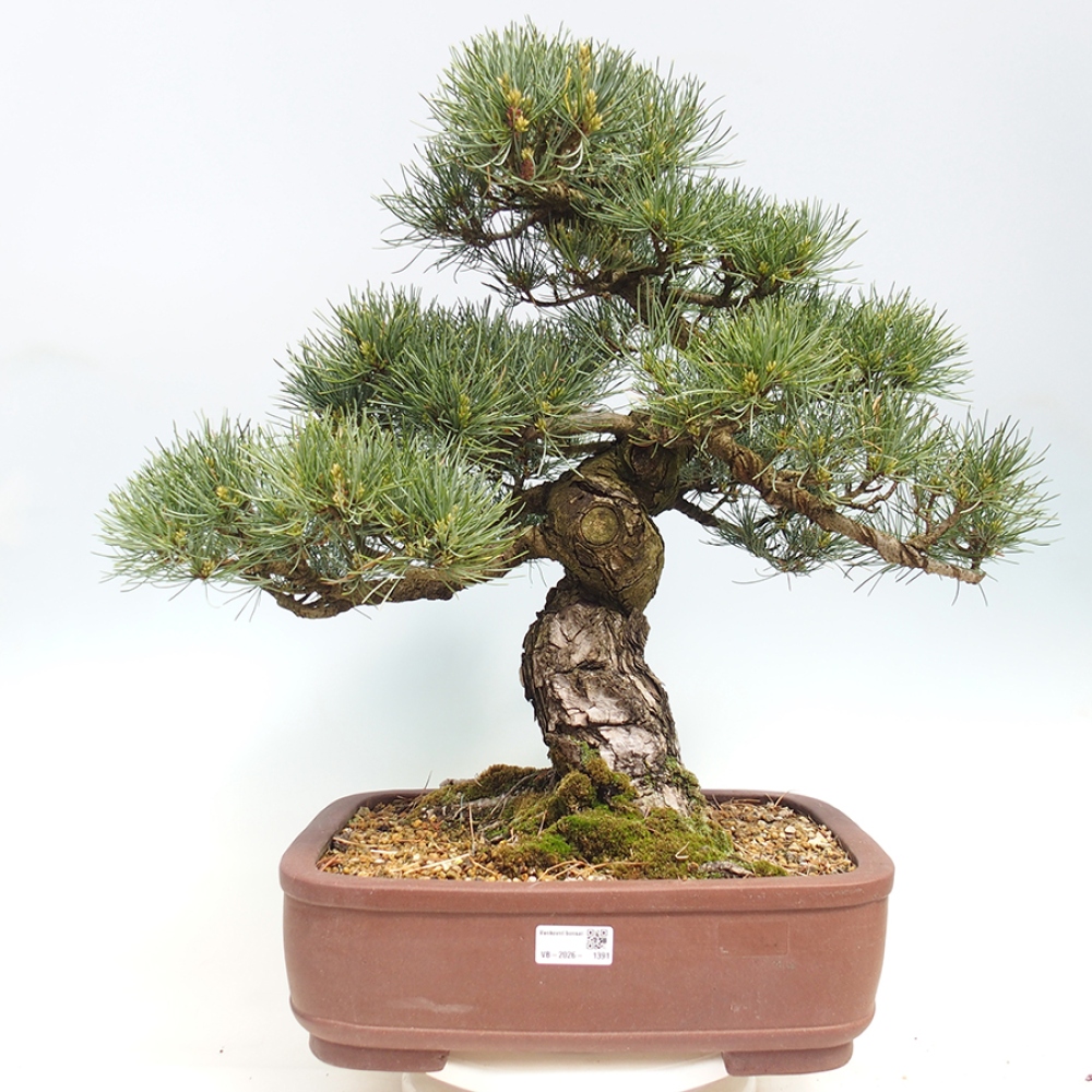 Venkovní bonsai - Pinus parviflora - Borovice drobnokvětá