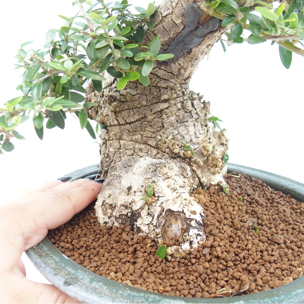 Pokojová bonsai - Olea europaea sylvestris -Oliva evropská drobnolistá
