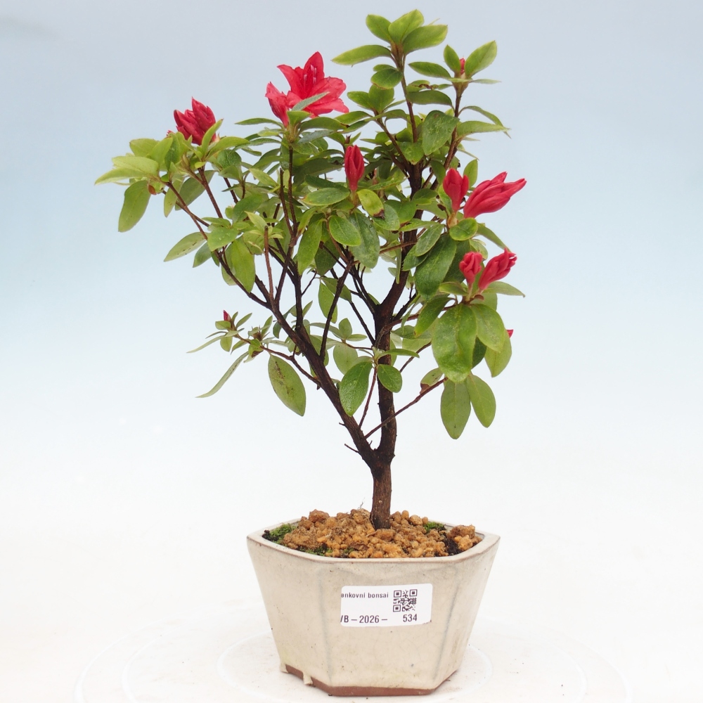 Venkovní bonsai - Japonská azalka - Azalea sp.