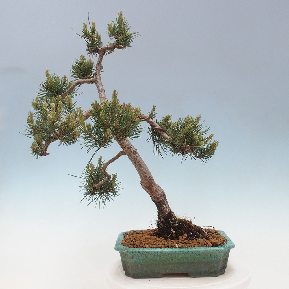 Venkovní bonsai - Pinus Sylvestris Watererri - Borovice lesní