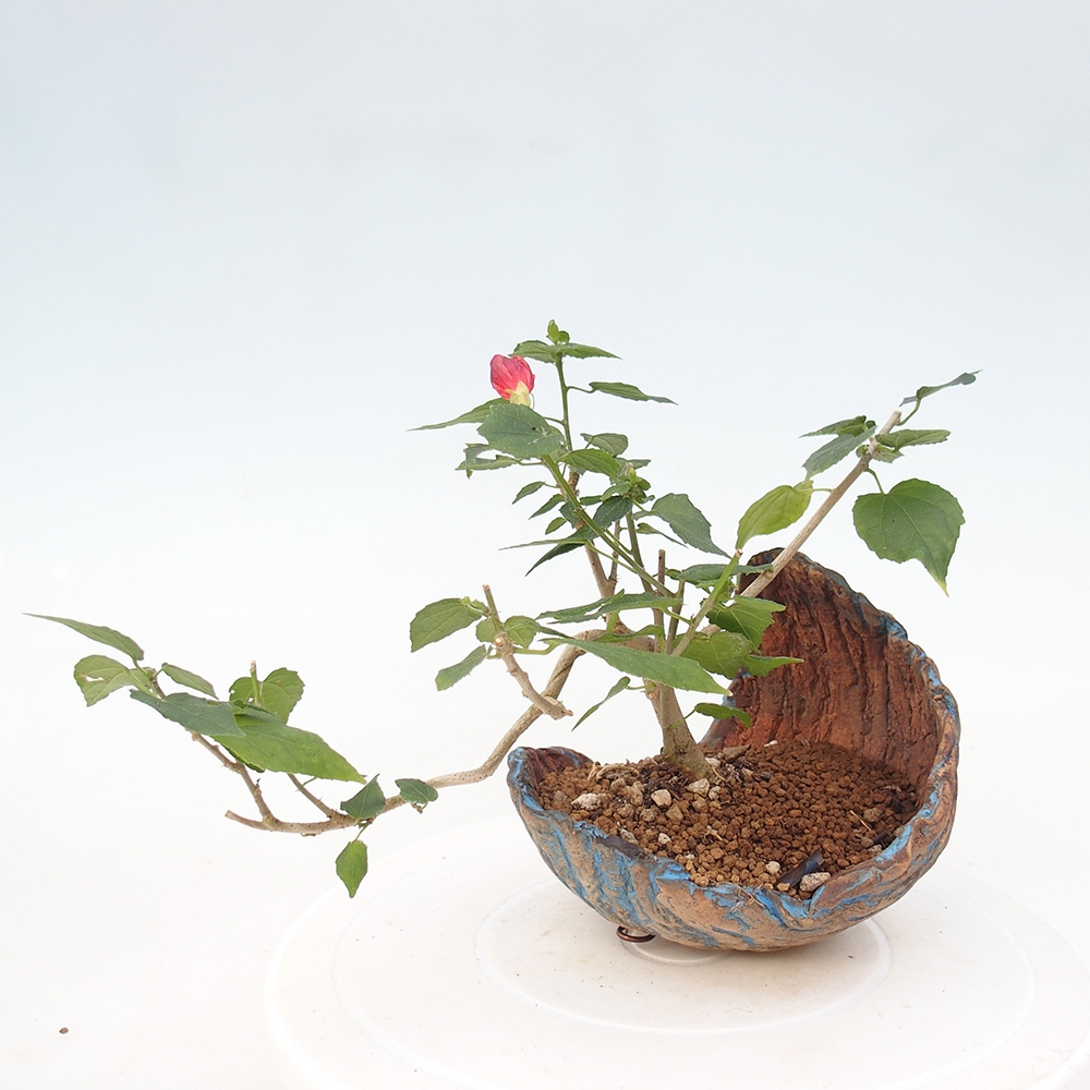 Pokojová bonsai - Malvaviscus arboreus - ibiškovec dřevnatý
